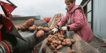 Weather Woes and a Mixed Potato Harvest in Novosibirsk: Farmers Share Their Stories