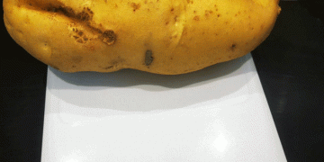 The Giant Potato: A Backyard Wonder Rooted in Nature’s Unexpected Gifts