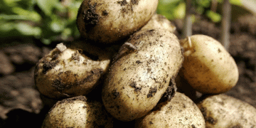 Potato Harvest 2024: Higher Yields, Persistent Challenges, and Future Risks