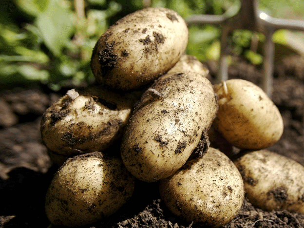 Raccolta delle patate 2024: rese più elevate, sfide persistenti e rischi futuri