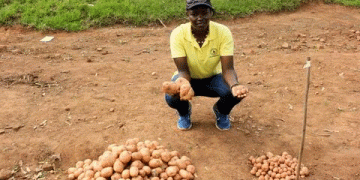 Boosting Food Security Through Potato Production: Kenya’s Strategic Crop in Focus