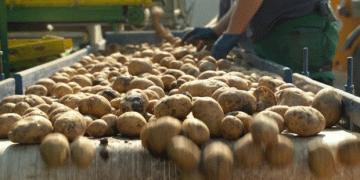 Reviving the Oderbruch Potato Tradition: Lutz Wercham’s Bold Agricultural Venture