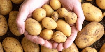 Potato Seed Prices Double: A New Challenge for Farmers in Una District
