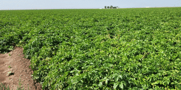 Colorado’s Promising Potato Harvest: What Farmers and Agronomists Need to Know