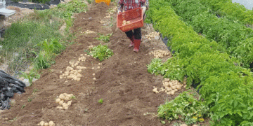 Spring Potato Production Surges by 11.1% in 2024: A Closer Look at the Growing Trends