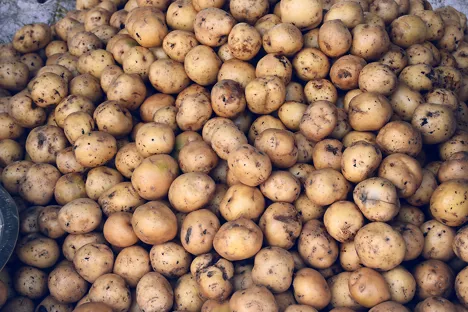 Rosselkhoznadzor garantiza la seguridad de las exportaciones de patatas de Rusia a Kirguistán y otros países
