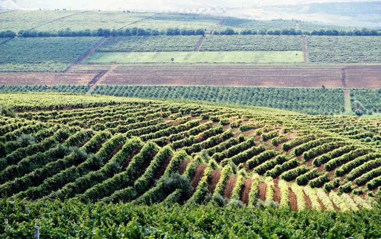 Romania and the Baltic countries want to share their agricultural experience with Moldova 38 Romania and the Baltic countries want to share their agricultural experience with Moldova