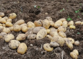 Michigan Potato Industry Update: 2025 Chip Potato Harvest Contracts Finalized Amid Market Fluctuations