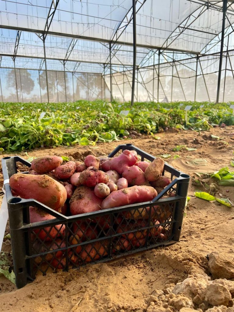 A Breakthrough in Potato Cultivation: PoLoPo Confirms the Success of Its Protein-Producing Crop on a Global Scale 44 A Breakthrough in Potato Cultivation: PoLoPo Confirms the Success of Its Protein-Producing Crop on a Global Scale