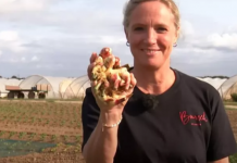 Beyond the Spud: The Economic Case for Ginger and Sweet Potato in Temperate Climates