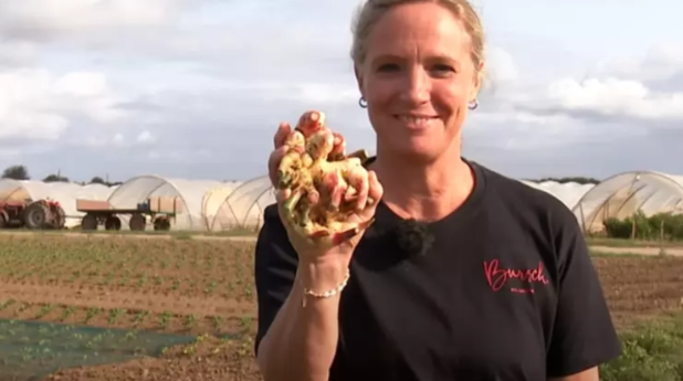 Beyond the Spud: The Economic Case for Ginger and Sweet Potato in Temperate Climates