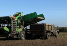 Z koła podbiegunowego na pola kraju: Archangielsk wyłania się jako rosyjska potęga w produkcji ziemniaków sadzeniakowych