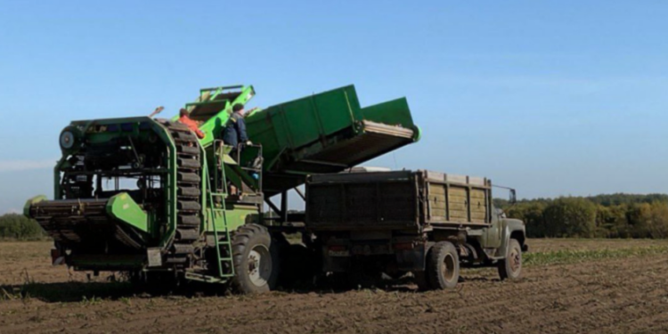 From the Arctic Circle to the Nation's Fields: Arkhangelsk Emerges as a Russian Seed Potato Powerhouse 1 2025 10 13 12 19 30