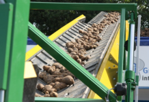 El procesamiento de papa holandés cobra impulso y se orienta hacia el suministro interno.