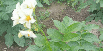 Growing Potatoes in the Urals in 2026: Planting Dates, Best Varieties, and Frost Protection