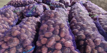 More Potato Varieties for Stavropol: Regional Growers Expand Plantings by 20%