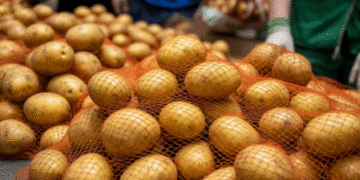 Test-Tube Potatoes in High Demand: Belarusian Farmers Rush to Buy Elite Seed Potatoes