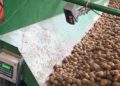 Industrial Potato Price Crashes to €0 in Belgium as Oversupply Cripples Market