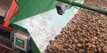 Industrial Potato Price Crashes to €0 in Belgium as Oversupply Cripples Market