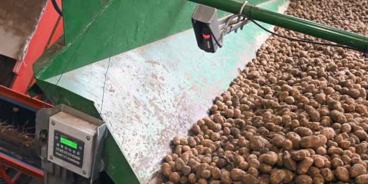 Industrial Potato Price Crashes to €0 in Belgium as Oversupply Cripples Market