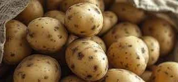 Omsk Region and Uzbekistan Agree on Potato Farming and Livestock Investment Projects