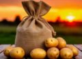 Mezheninovsky Agricultural Cooperative Launches Potato Growing and Deep Processing Project