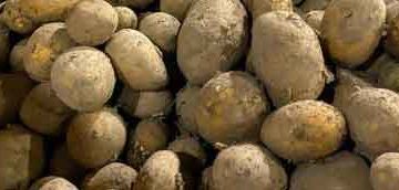 Kaliningrad Agribusiness Receives Record Insurance Payout of Over 292 Million Rubles After Potato Crop Loss