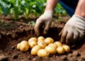 Potato Planting Season Kicks Off in Klimovsky District, Bryansk Region
