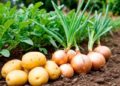Turkmenistan’s Lebap Region Allocates 1,400 Hectares for Spring Potato Planting