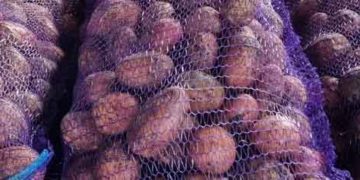 Stavropol Region to Expand Potato Acreage and Increase Variety Diversity