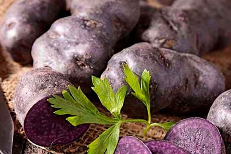 Colored Potato Trend: Belarus Develops Its Own Non-GMO Superfood Varieties