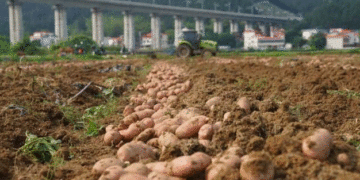 South China Breaks Free from the “North–South” Model: Elite Seed Potatoes Harvested in Guangdong