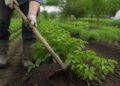 Not Higher but Wiser: Why Excessive Hilling Shrinks Your Potato Harvest