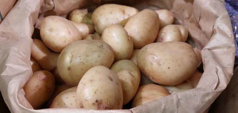 تتوسع مساحة زراعة البطاطس في روسيا مع تهديد الواردات الرخيصة من مصر والصين للمزارعين المحليين.