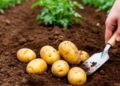 Sakhalin Region Nears 95% Potato Self-Sufficiency Under New Food Security National Project
