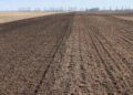 Potato Planting of ‘Newton’ Variety for Chips Begins at Klimovskaya Potato Company