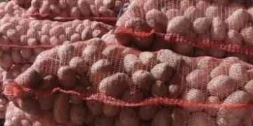 Kostroma Farmers to Sell Potatoes and Vegetables at Lower Prices on Easter Fairs