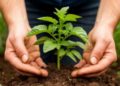 Magnit Delivers 400 Tons of Seed Potatoes Directly to Farmers, Expands Agrocontracting Support in 2026