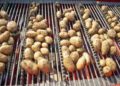 Elite Seed Potatoes for Fast-Food Fries Shipped from Kaliningrad to Russian Regions