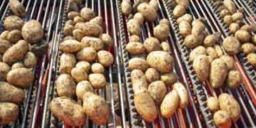 Elite Seed Potatoes for Fast-Food Fries Shipped from Kaliningrad to Russian Regions