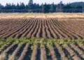 Unseasonal Weather Threatens New Zealand Potato Crops, Yields Expected to Drop 20%