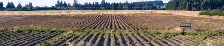 Unseasonal Weather Threatens New Zealand Potato Crops, Yields Expected to Drop 20% 49 Unseasonal Weather Threatens New Zealand Potato Crops, Yields Expected to Drop 20%