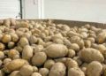  Kaliningrad Farmers Fully Supplied with Seed Potatoes and Vegetables Despite 2025 Crop Losses