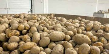  Kaliningrad Farmers Fully Supplied with Seed Potatoes and Vegetables Despite 2025 Crop Losses