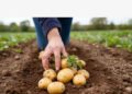 Potato Planting Begins in Belarus Despite Approaching Frosts