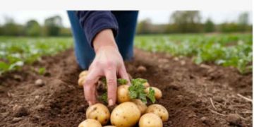 Potato Planting Begins in Belarus Despite Approaching Frosts