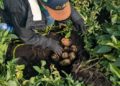 Colombia Launches Pilot Project to Decarbonize Potato Cultivation