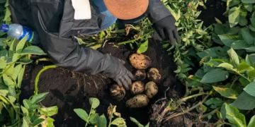 Colombia Launches Pilot Project to Decarbonize Potato Cultivation