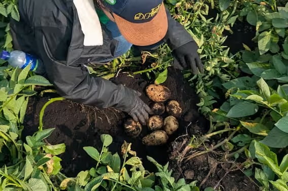 Kolombia Meluncurkan Proyek Percontohan untuk Dekarbonisasi Budidaya Kentang