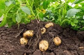 Cuban Agroecological Potato Cultivation Recognized with Technological Innovation Award